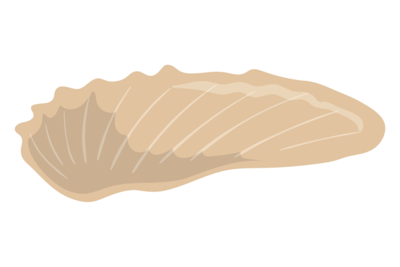 Download Seashell Color Icon. Marine Fauna. Shell - Fauna Collection